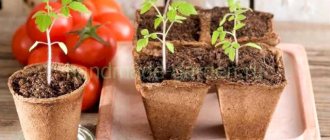 Methods for growing tomatoes that require sowing in January