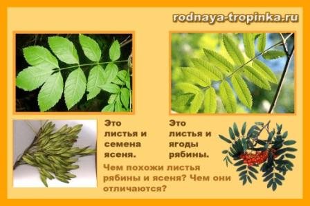 Comparison of rowan and ash leaves.