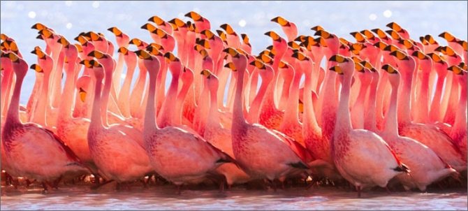 стая-розовых-фламинго