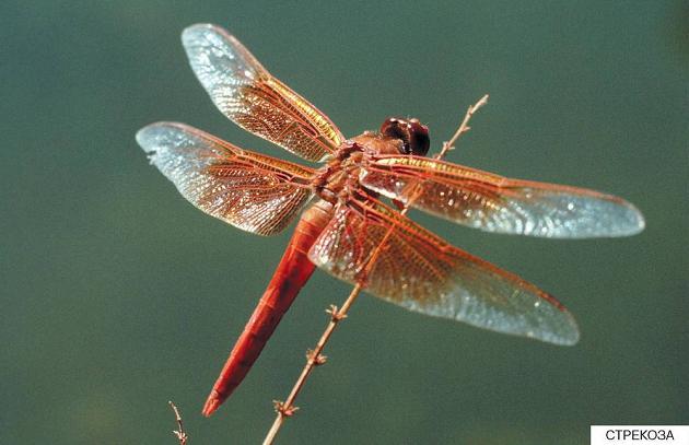 dragonfly