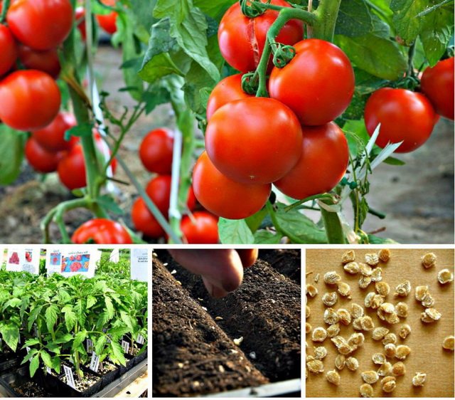 In what cases can you sow tomatoes for seedlings in January?