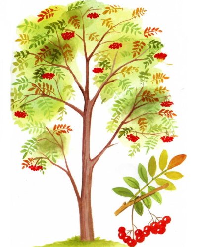 Rowan branch drawing for children step by step