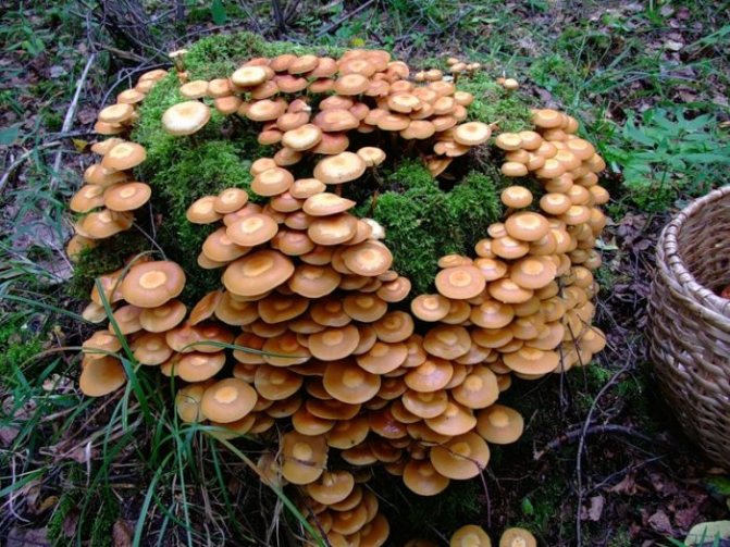 Growing honey mushrooms at home photo