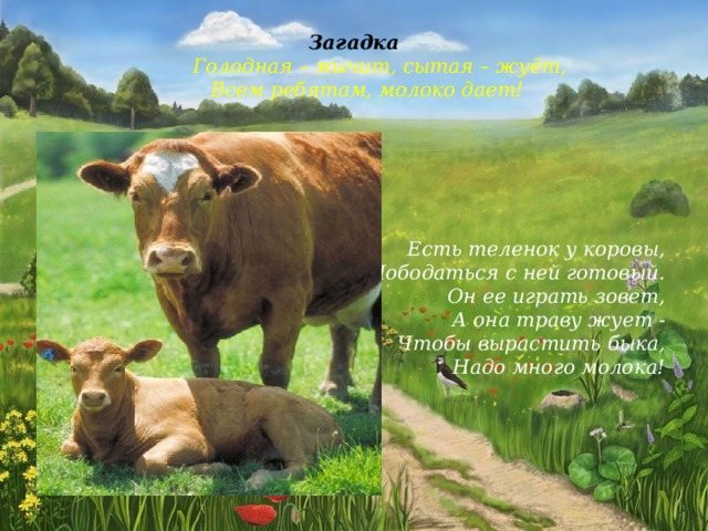 Riddle: Hungry - moos, well-fed - chews, Gives milk to all the children! The cow has a calf, ready to fight with her. He calls her to play, And she chews grass - To raise a bull, You need a lot of milk! 