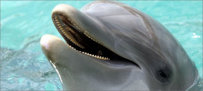 зубы-у-дельфинов